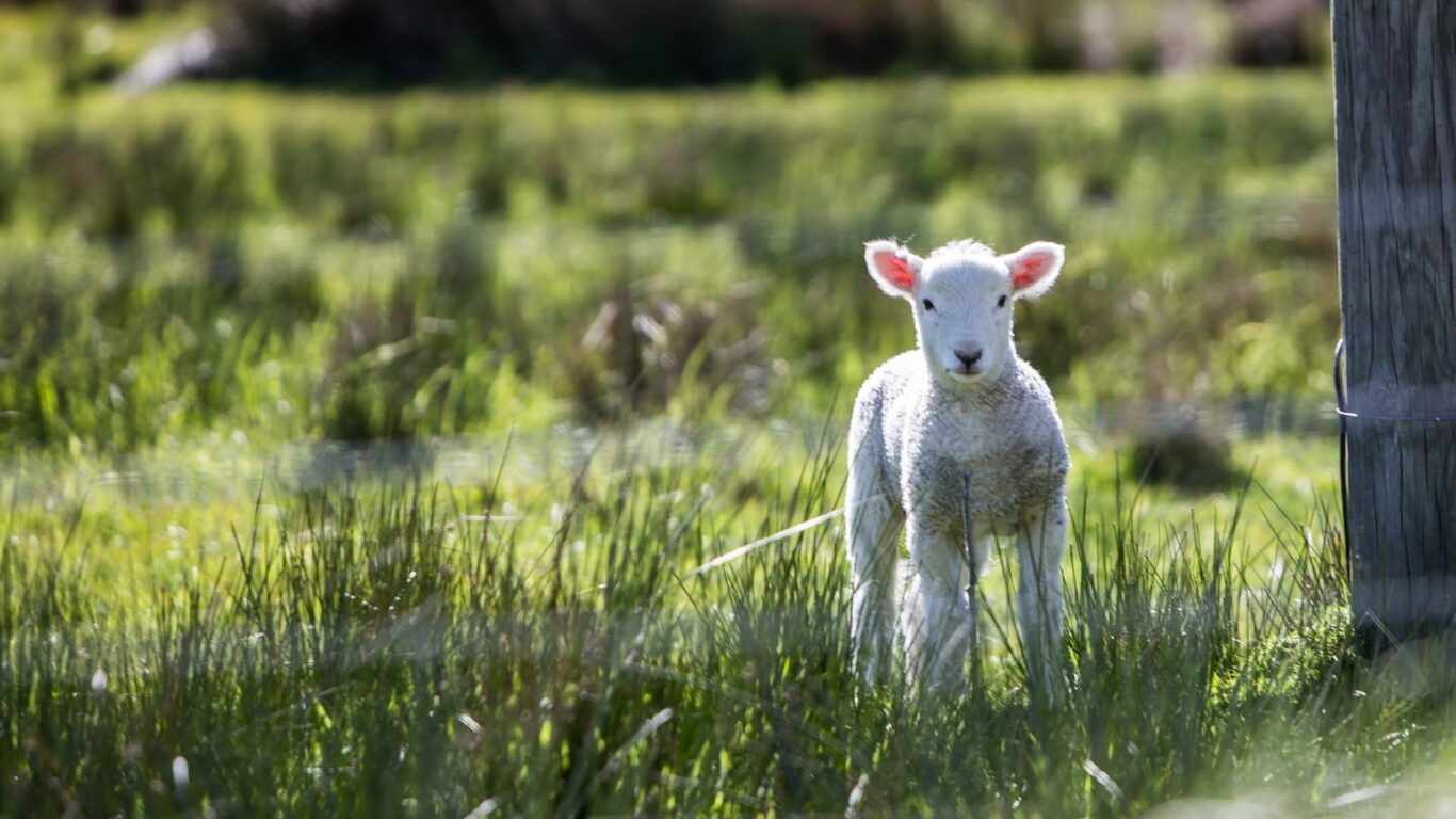 dingle-skellig-lamb
