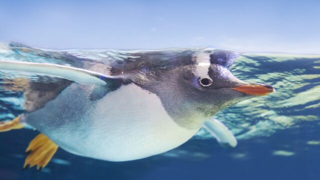 A penguin swims underwater, partially submerged, with its wings outstretched against a blue background.