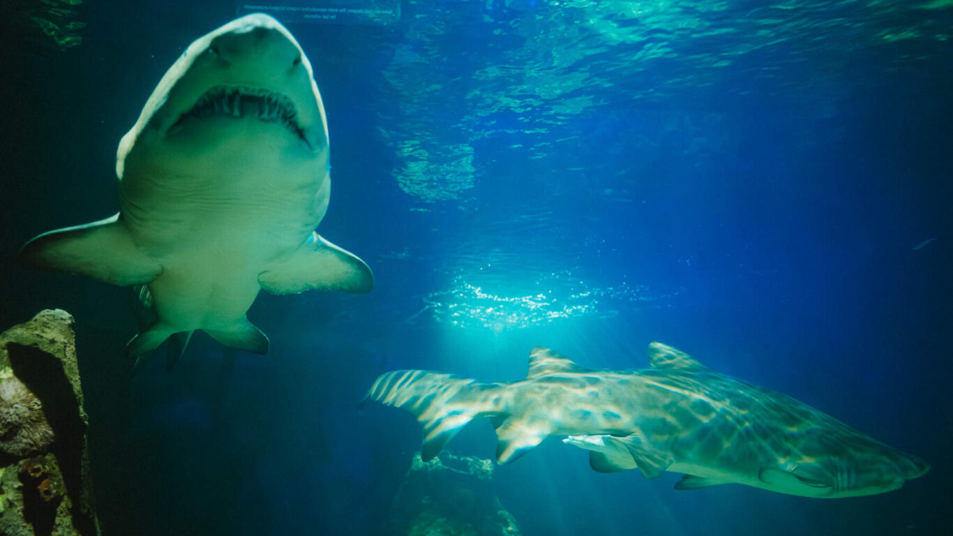 Shark, Dingle Oceanworld, Aquarium, Dingle, Co Kerry_Web Size